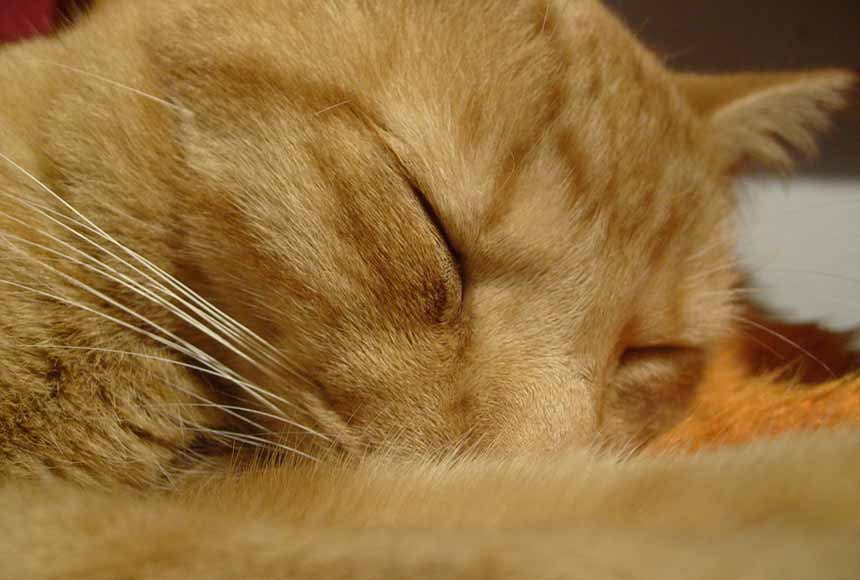 眠りたいなら、オレに訊け！